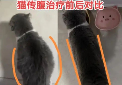 GS-441524 Injection | Shaanxi BLOOM Tech Co., Ltd GS-441524 Injection | Shaanxi BLOOM Tech Co., Ltd