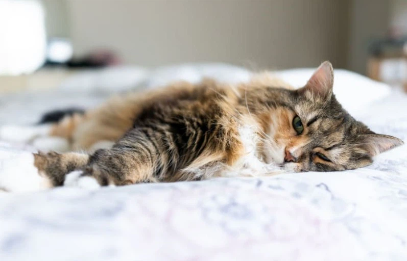 GS 441524 Gastrointestinal Disturbances | Shaanxi BLOOM Tech Co., Ltd GS 441524 Gastrointestinal Disturbances | Shaanxi BLOOM Tech Co., Ltd