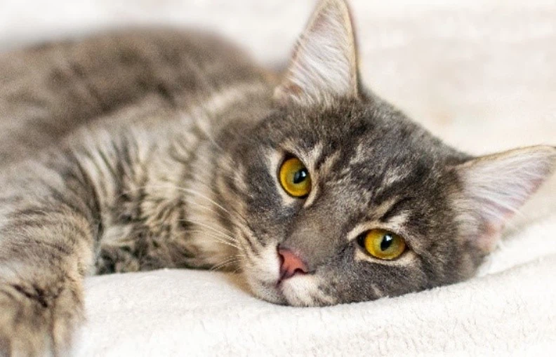 GS 441524 Lethargy And Fatigue | Shaanxi BLOOM Tech Co., Ltd GS 441524 Lethargy And Fatigue | Shaanxi BLOOM Tech Co., Ltd