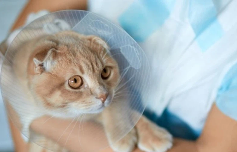 GS-441524 Enhancing Mitochondrial Function | Shaanxi BLOOM Tech Co., Ltd GS-441524 Enhancing Mitochondrial Function | Shaanxi BLOOM Tech Co., Ltd