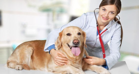 Fluralaner 500mcg | Shaanxi BLOOM Tech Co., Ltd Fluralaner 500mcg | Shaanxi BLOOM Tech Co., Ltd