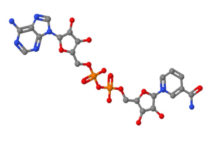 NAD+ Cost | Shaanxi BLOOM Tech Co., Ltd NAD+ Cost | Shaanxi BLOOM Tech Co., Ltd