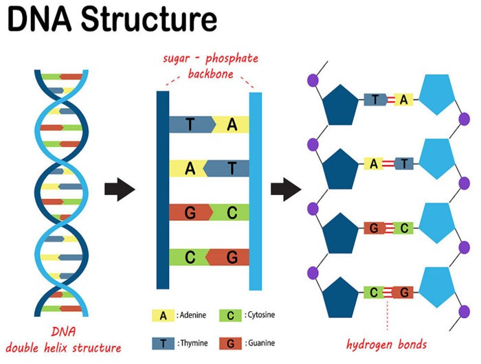 NAD+ Online | Shaanxi BLOOM Tech Co., Ltd NAD+ Online | Shaanxi BLOOM Tech Co., Ltd