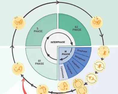 Spermidine For sale | Shaanxi BLOOM Tech Co., Ltd Spermidine For sale | Shaanxi BLOOM Tech Co., Ltd