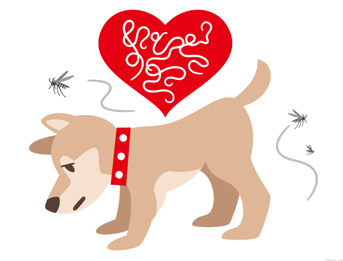 Fluralaner Drops For sale | Shaanxi BLOOM Tech Co., Ltd Fluralaner Drops For sale | Shaanxi BLOOM Tech Co., Ltd