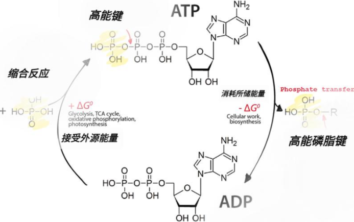 Bioglutide NA-931 500mcg | Shaanxi BLOOM Tech Co., Ltd Bioglutide NA-931 500mcg | Shaanxi BLOOM Tech Co., Ltd