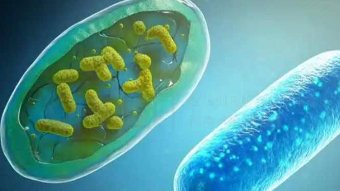 Bioglutide NA-931 Online | Shaanxi BLOOM Tech Co., Ltd Bioglutide NA-931 Online | Shaanxi BLOOM Tech Co., Ltd