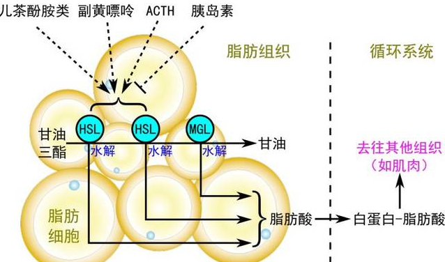 Bioglutide NA-931 Supply | Shaanxi BLOOM Tech Co., Ltd Bioglutide NA-931 Supply | Shaanxi BLOOM Tech Co., Ltd