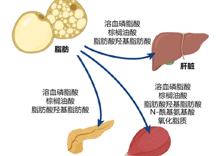 Bioglutide NA-931 body | Shaanxi BLOOM Tech Co., Ltd Bioglutide NA-931 body | Shaanxi BLOOM Tech Co., Ltd